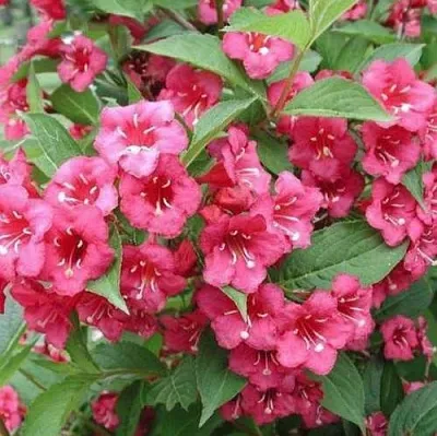 Вейгела БРИСТОЛЬ РУБИ  Вейгела БРИСТОЛЬ РУБИ в Санкт-Петербурге