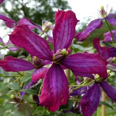 Клематис СВИТ САММЕР ЛАВ  Клематис СВИТ САММЕР ЛАВ в Санкт-Петербурге