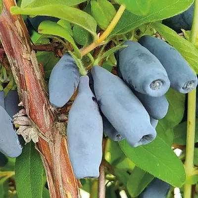 Жимолость съедобная ВОСТОРГ  Жимолость съедобная ВОСТОРГ в Санкт-Петербурге