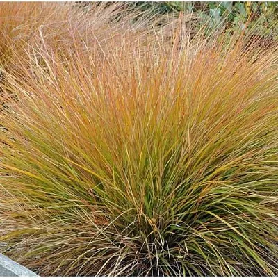 Осока БРОНЗОВЫЕ КУДРИ  Осока БРОНЗОВЫЕ КУДРИ в Санкт-Петербурге