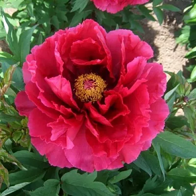 Пион КРАСНЫЙ ГИГАНТ древовидный  Пион КРАСНЫЙ ГИГАНТ древовидный в Санкт-Петербурге