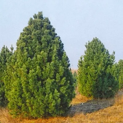 Сосна черная ПИРАМИДАЛИС  Сосна черная ПИРАМИДАЛИС в Санкт-Петербурге