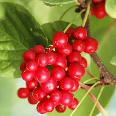 Лимонник ДЕДОВСКИЙ  Лимонник ДЕДОВСКИЙ в Санкт-Петербурге