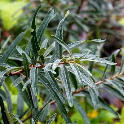 Облепиха АДАМ (МУЖСКАЯ)  Облепиха АДАМ (МУЖСКАЯ) в Санкт-Петербурге