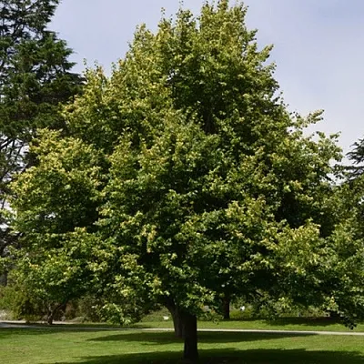 Липа сердцевидная  Липа сердцевидная в Санкт-Петербурге