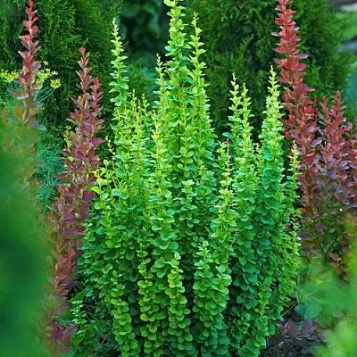 Барбарис ЭРЕКТА тунберга в Санкт-Петербурге