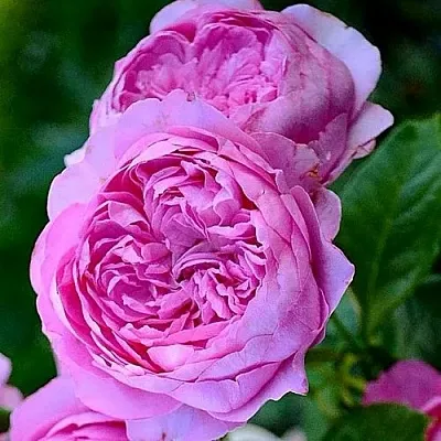 Саженцы роз ШАНТАЛЬ МЕРЬЕ шраб  Саженцы роз ШАНТАЛЬ МЕРЬЕ шраб в Санкт-Петербурге