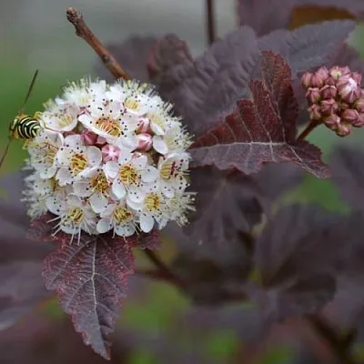 Пузыреплодник  Пузыреплодник в Санкт-Петербурге