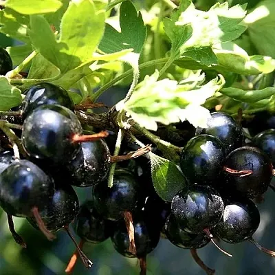 Золотистая  Золотистая в Санкт-Петербурге