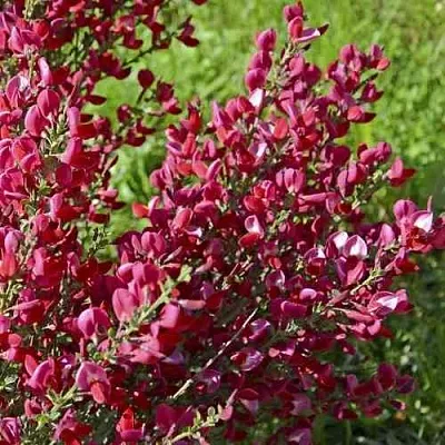 Ракитник БОСКОП РУБИ   Ракитник БОСКОП РУБИ  в Санкт-Петербурге