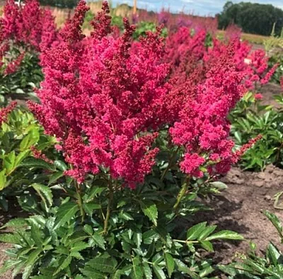 Астильба ЛАКИ ДЕЙ Арендса  Астильба ЛАКИ ДЕЙ Арендса в Санкт-Петербурге