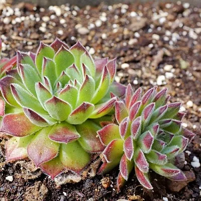 Молодило РУССКОЕ в Санкт-Петербурге