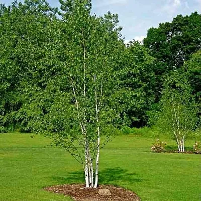 Береза бумажная в Санкт-Петербурге