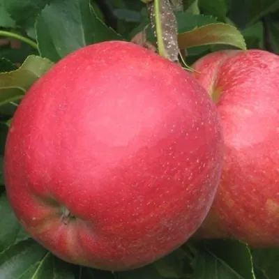 Яблоня РУБИН — описание сорта Яблоня РУБИН в Санкт-Петербурге