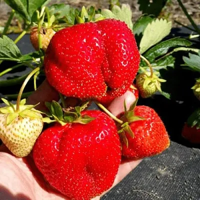 Клубника АПРИКА  Клубника АПРИКА в Санкт-Петербурге