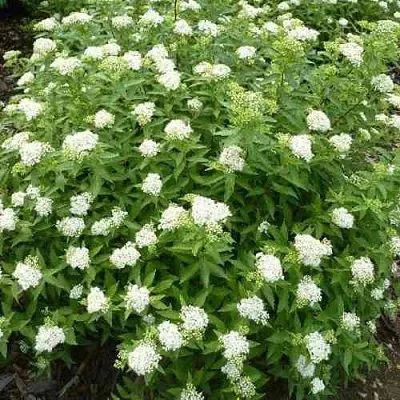 Спирея АЛЬБИФЛОРА японская  Спирея АЛЬБИФЛОРА японская в Санкт-Петербурге