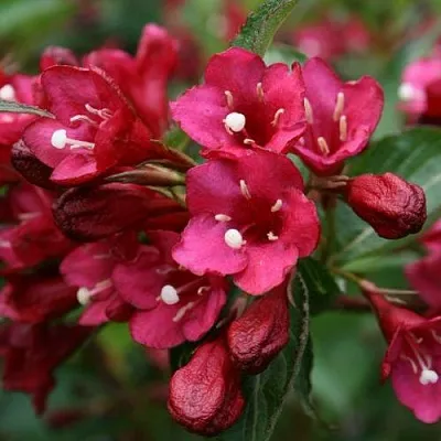 Вейгела ЕВА РАТКЕ  Вейгела ЕВА РАТКЕ в Санкт-Петербурге