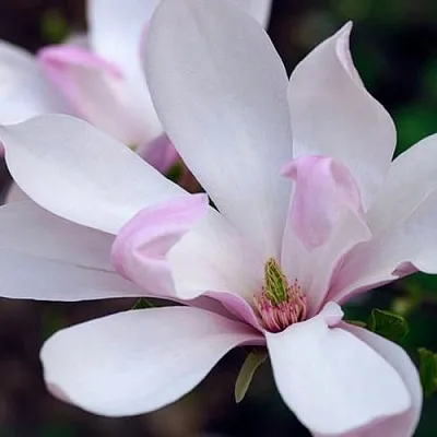 Магнолия ПИНКИ  Магнолия ПИНКИ в Санкт-Петербурге