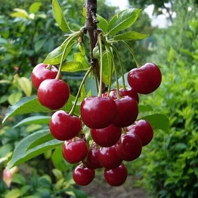 Вишня ВОЛОЧАЕВКА