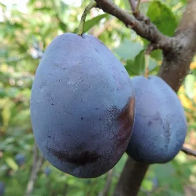 Слива АМЕРС в Санкт-Петербурге