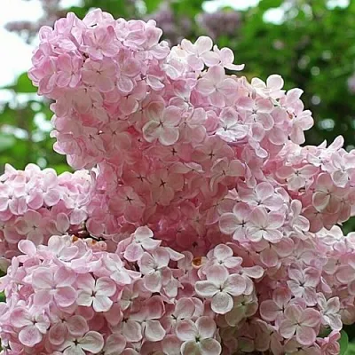 Сирень ВЕЧЕРНИЙ ЗВОН  Сирень ВЕЧЕРНИЙ ЗВОН в Санкт-Петербурге