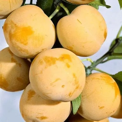 Слива РЕНКЛОД ранний  Слива РЕНКЛОД ранний в Санкт-Петербурге