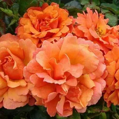 Саженцы роз БРИДЖ ОФ САЙЗ плетистая  Саженцы роз БРИДЖ ОФ САЙЗ плетистая в Санкт-Петербурге