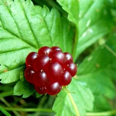 Княженика ЭЛПЕ  Княженика ЭЛПЕ в Санкт-Петербурге