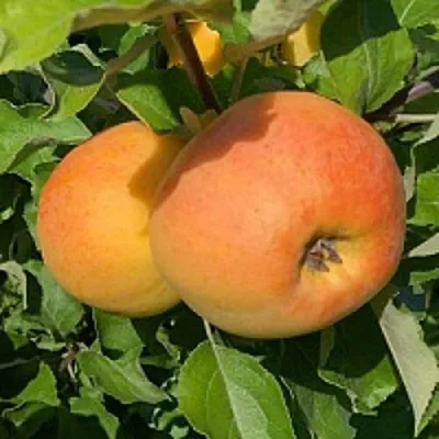 Яблоня АНТОНОВКА ЗОЛОТАЯ в Санкт-Петербурге