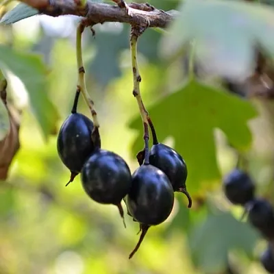 Смородина золотистая ДУСТЛИК  Смородина золотистая ДУСТЛИК в Санкт-Петербурге