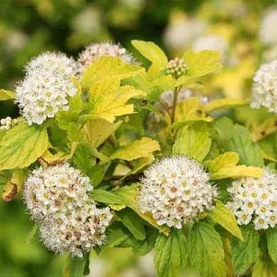 Пузыреплодник АНГЕЛ ГОЛД  Пузыреплодник АНГЕЛ ГОЛД в Санкт-Петербурге