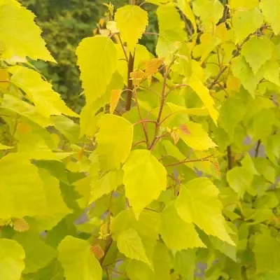 Берёза ГОЛДЕН ОБЕЛИСК повислая  в Санкт-Петербурге