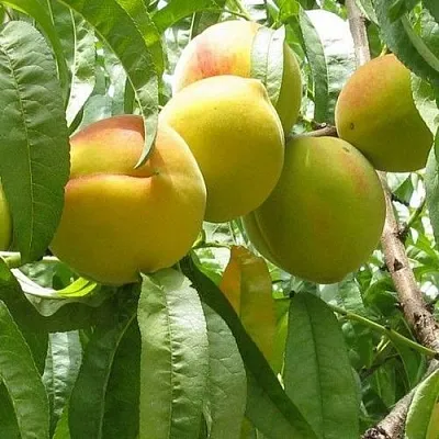 Персик СЕЯНЕЦ СТАРКА  Персик СЕЯНЕЦ СТАРКА в Санкт-Петербурге