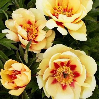 Пион БОРДЕР ЧАРМ ито-гибрид  Пион БОРДЕР ЧАРМ ито-гибрид в Санкт-Петербурге