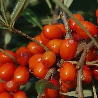 Облепиха ВОРОБЬЕВСКАЯ  Облепиха ВОРОБЬЕВСКАЯ в Санкт-Петербурге