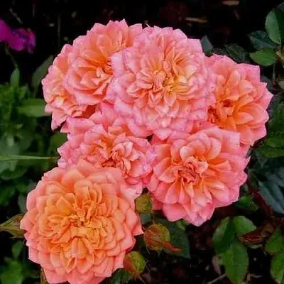 Саженцы роз НИНЕТТА спрей  Саженцы роз НИНЕТТА спрей в Санкт-Петербурге