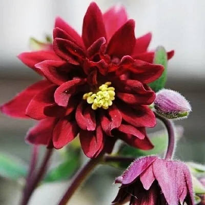 Аквилегия РУБИ ПОРТ обыкновенная  Аквилегия РУБИ ПОРТ обыкновенная в Санкт-Петербурге