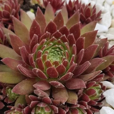 Молодило ЛЮФТШПРУНГ в Санкт-Петербурге