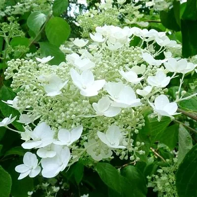 Гортензия УАЙТ ДОМ древовидная  Гортензия УАЙТ ДОМ древовидная в Санкт-Петербурге