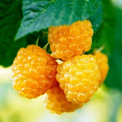 Малина МЕДОВАЯ  Малина МЕДОВАЯ в Санкт-Петербурге