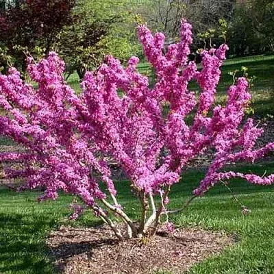 ЦЕРЦИС канадский   ЦЕРЦИС канадский  в Санкт-Петербурге