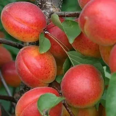 Абрикос НЬЮ-ДЖЕРСИ  Абрикос НЬЮ-ДЖЕРСИ в Санкт-Петербурге