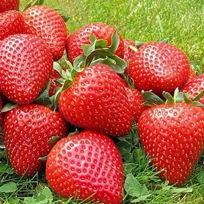 Клубника ЭЛИАНЕ в Санкт-Петербурге