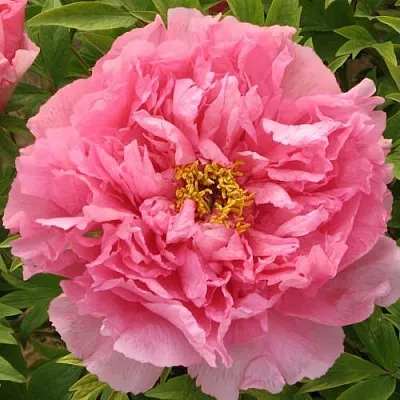 Пион СЕРЕБРИСТЫЙ РУЧЕЙ древовидный  Пион СЕРЕБРИСТЫЙ РУЧЕЙ древовидный в Санкт-Петербурге