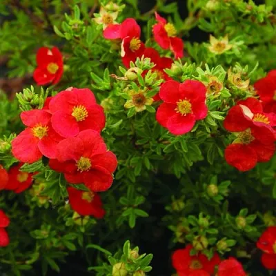 Лапчатка РЕД АЙС кустарниковая  Лапчатка РЕД АЙС кустарниковая в Санкт-Петербурге