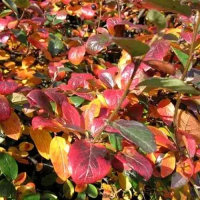 Кизильник блестящий в Санкт-Петербурге