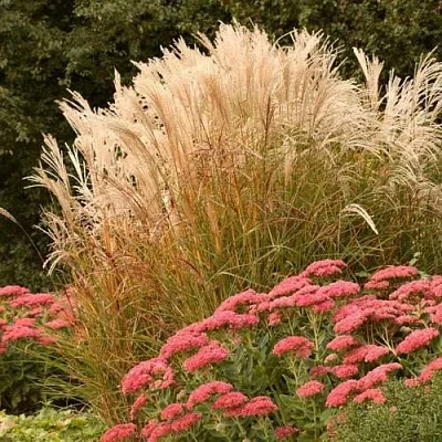 Злаки в Санкт-Петербурге