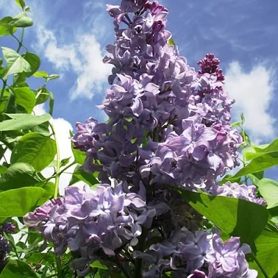 Сирень КРЫЛЬЯ НАДЕЖДЫ  Сирень КРЫЛЬЯ НАДЕЖДЫ в Санкт-Петербурге