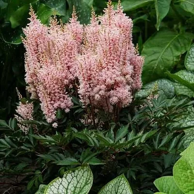 Астильба ЛУК ЭТ МИ японская  Астильба ЛУК ЭТ МИ японская в Санкт-Петербурге