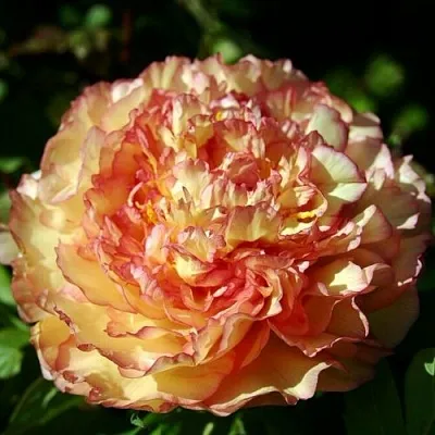 Пион ЗОЛОТАЯ РОССЫПЬ древовидный  Пион ЗОЛОТАЯ РОССЫПЬ древовидный в Санкт-Петербурге